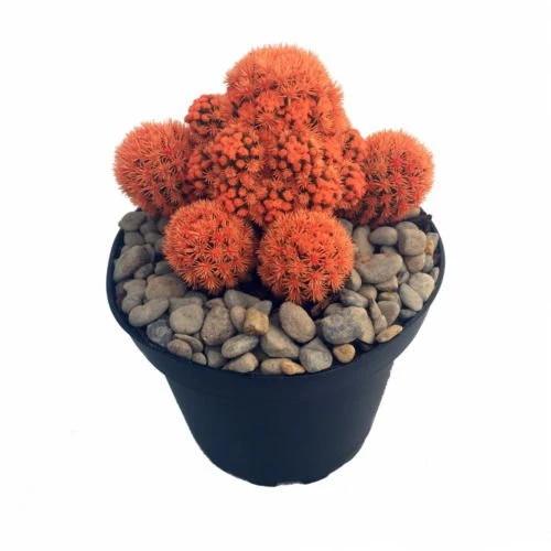 Fire Opal Orange Living Desert Jewel Cactus - 4" Pot 1 Fire Opal Orange Living Desert Jewel Cactus - 4" Pot