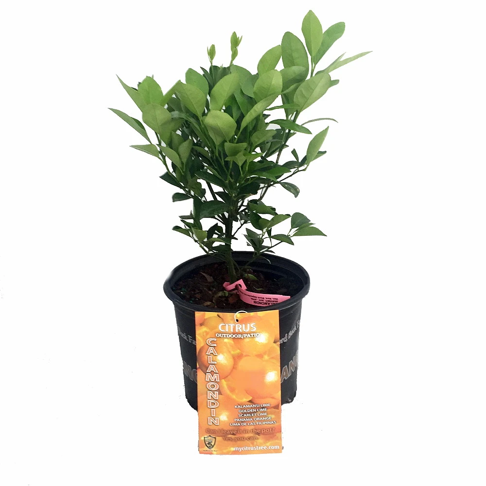 Miniature Orange Tree - Calamondin -8" Pot-NO SHIPPING TO TX, FL, AZ, CA, LA, HI 1 Miniature Orange Tree - Calamondin -8" Pot-NO SHIPPING TO TX, FL, AZ, CA, LA, HI