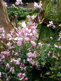 Rosy Jane Whirling Butterflies Perennial - Gaura - Live Plant - Quart Pot -Plant Sale Shop apizwoojk 70134.1592323456
