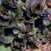 Bronze Beauty Ajuga 48 Plants - Carpet Bugle - Very Hardy -1 3/4" Pots