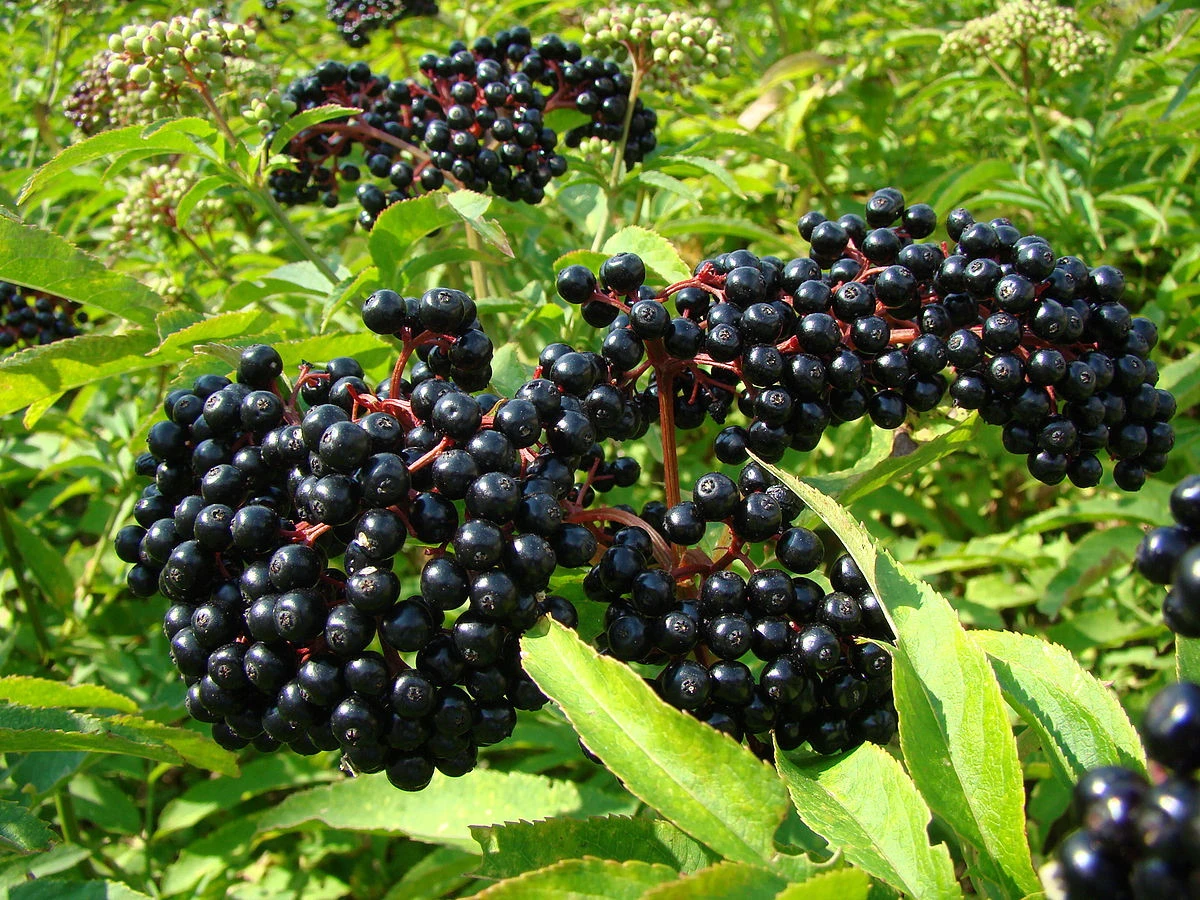 Ranch Elderberry Perennial Shrub - Sambucus - 3.25" Pot 1 Ranch Elderberry Perennial Shrub - Sambucus - 3.25" Pot