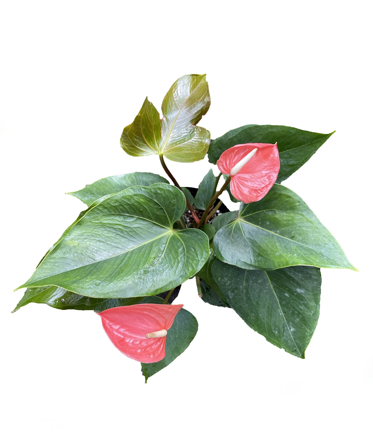 Aren't You Orange Anthurium Plant - Easy To Grow House Plant - 6" Pot 1 Aren't You Orange Anthurium Plant - Easy To Grow House Plant - 6" Pot