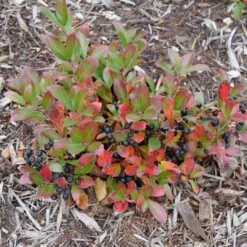 GROUND HUG® Aronia - Proven Winner - 4" Pot 7 GROUND HUG® Aronia - Proven Winner - 4" Pot -Plant Sale Shop aronia ground hog 4 1080 1080 60 69637.1615344737