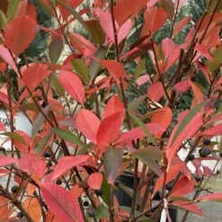 Low Scape Snowfire™ Chokeberry - 4" Pot - Aronia - Proven Winners -Plant Sale Shop aronia low scape snowfire 1 1080 1080 60 80866.1662580196