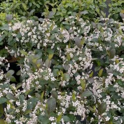Low Scape Snowfire™ Chokeberry - 4" Pot - Aronia - Proven Winners