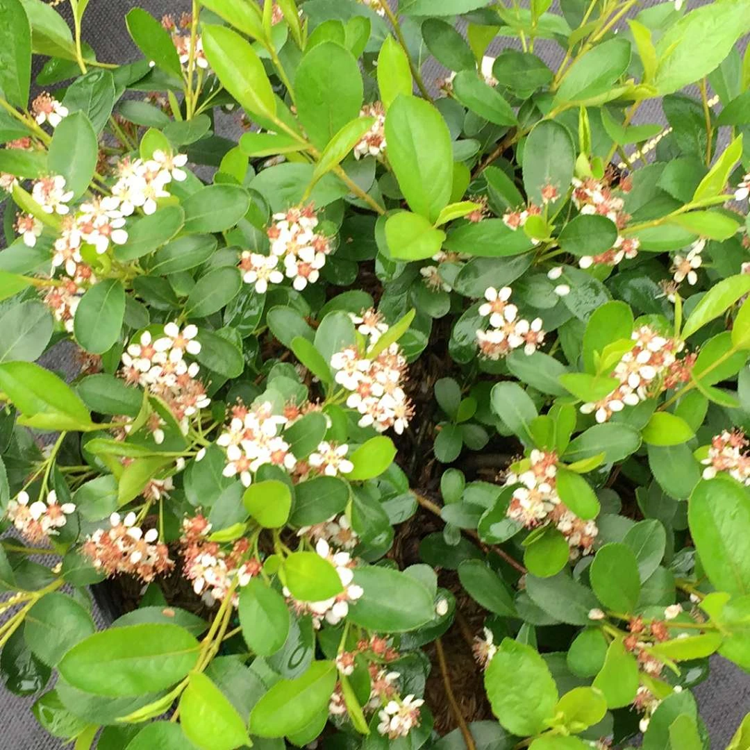 GROUND HUG® Aronia - Proven Winner - 4" Pot 1 GROUND HUG® Aronia - Proven Winner - 4" Pot