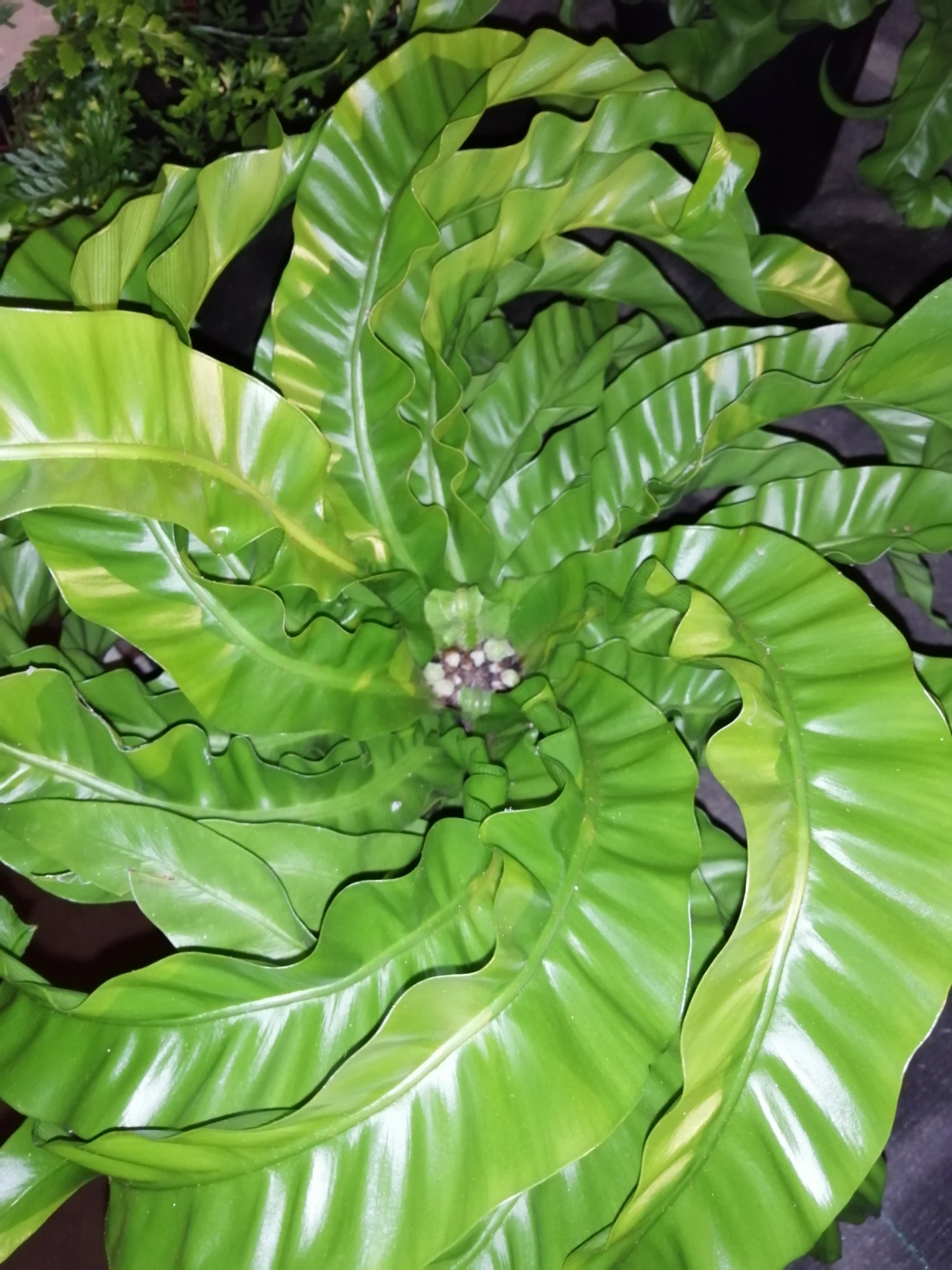Hurricane Bird's Nest Fern - Asplenium Antiquum - 6" Pot 1 Hurricane Bird's Nest Fern - Asplenium Antiquum - 6" Pot