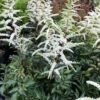 Cappuccino Astilbe - Shade Perennial - Live Plant - Gallon Pot