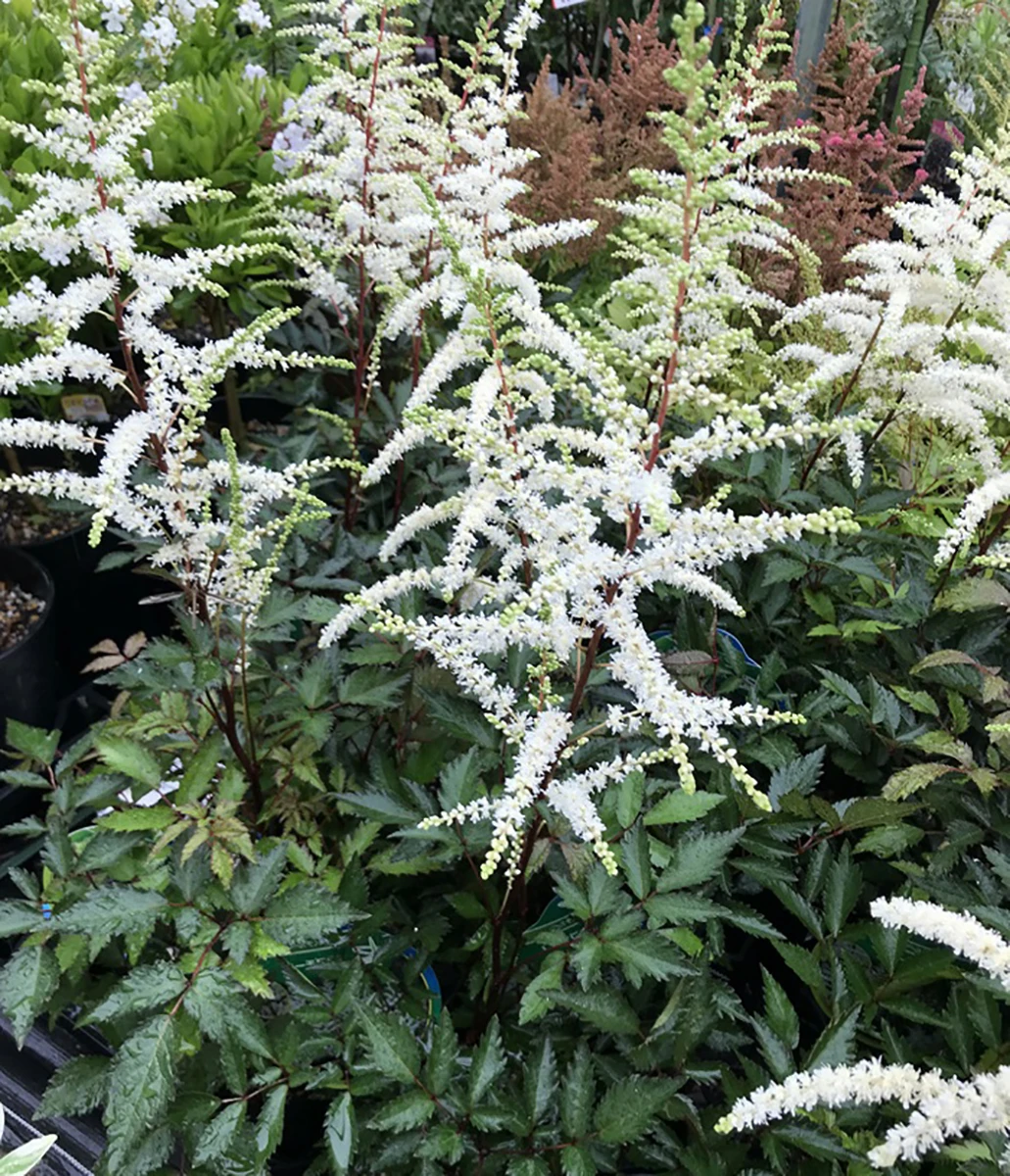 Cappuccino Astilbe - Shade Perennial - Live Plant - Gallon Pot 1 Cappuccino Astilbe - Shade Perennial - Live Plant - Gallon Pot