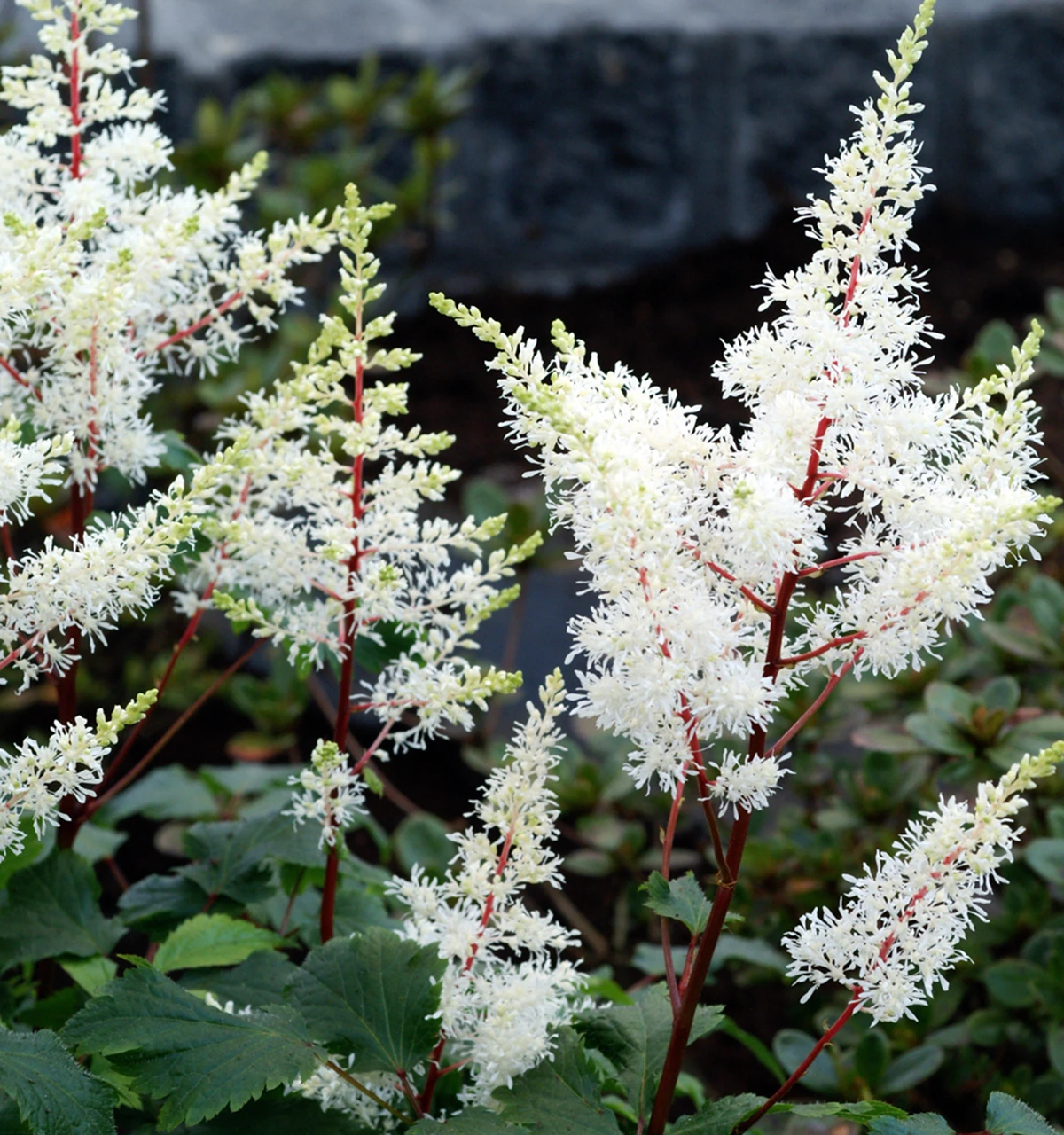 Rock And Roll Astilbe - White Blooms - Shade Perennial -Live Plant - Gallon Pot 2 Rock And Roll Astilbe - White Blooms - Shade Perennial -Live Plant - Gallon Pot - Image 2