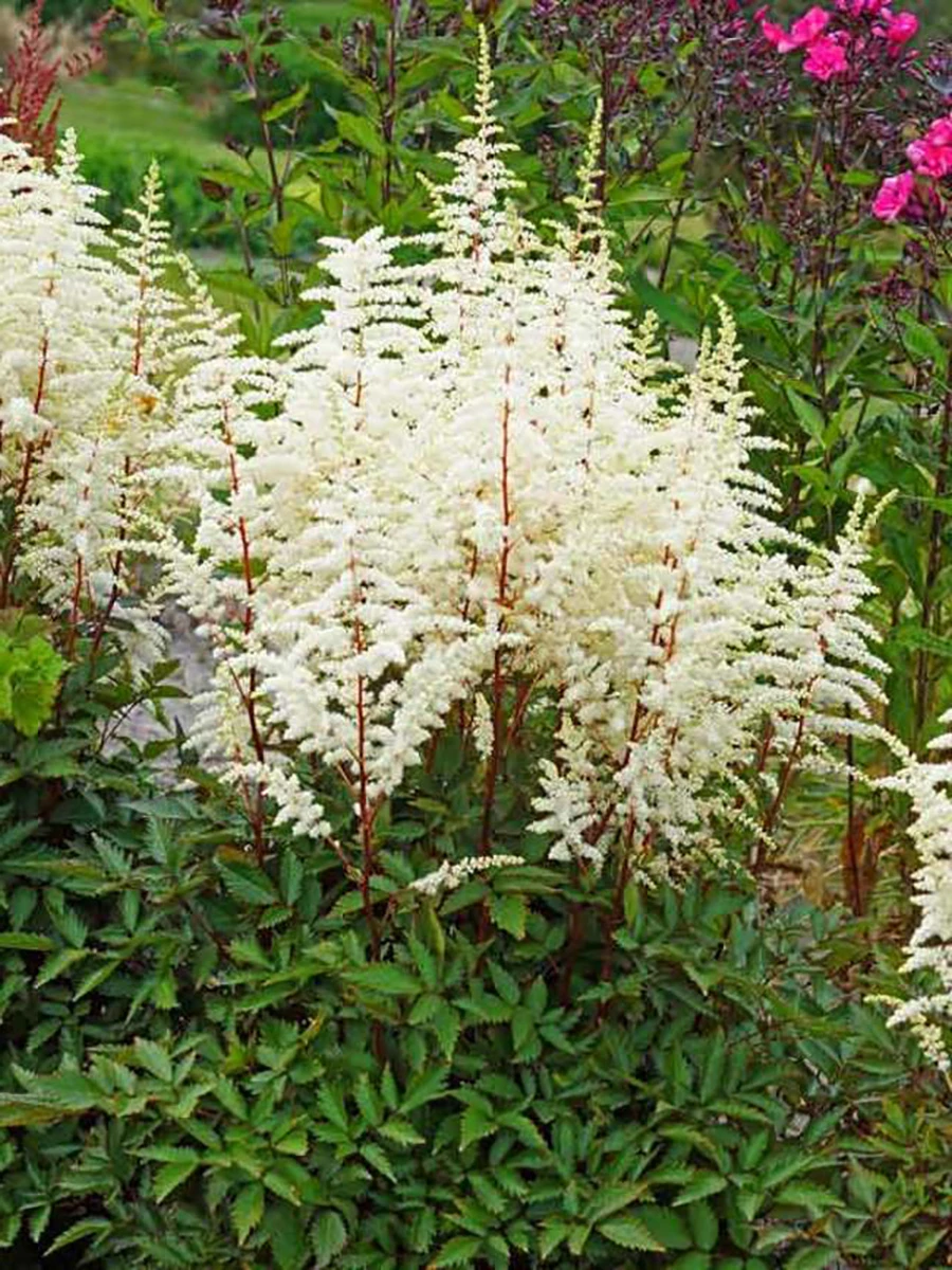 Cappuccino Astilbe - Shade Perennial - Live Plant - Gallon Pot 2 Cappuccino Astilbe - Shade Perennial - Live Plant - Gallon Pot - Image 2