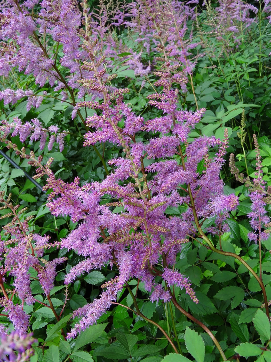 Amethyst Astilbe - Live Plant - Quart Pot 1 Amethyst Astilbe - Live Plant - Quart Pot