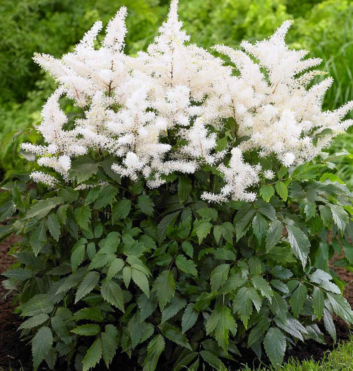 Rock And Roll Astilbe - White Blooms - Shade Perennial -Live Plant - Gallon Pot 1 Rock And Roll Astilbe - White Blooms - Shade Perennial -Live Plant - Gallon Pot