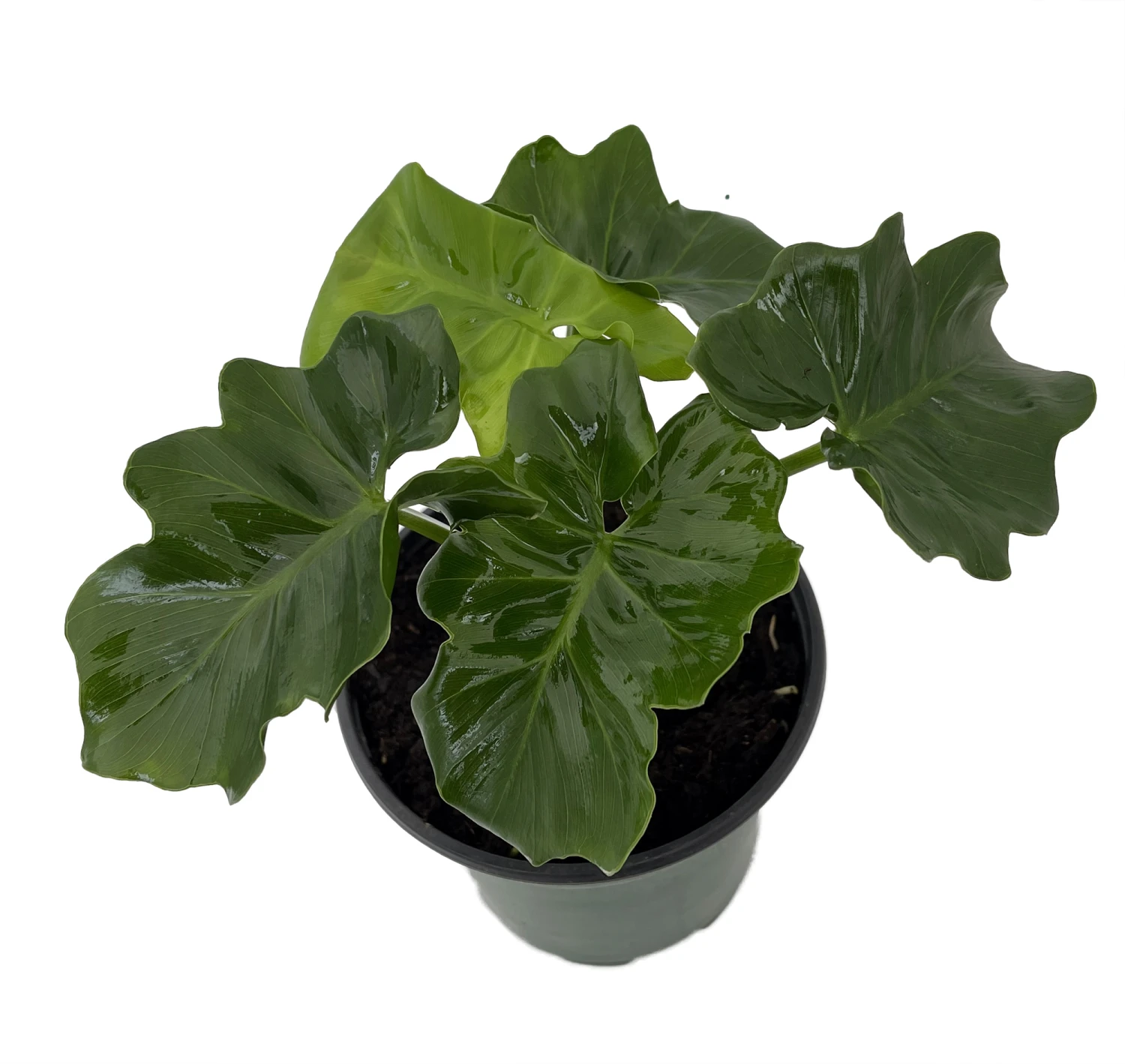 Super Dwarf Atom Philodendron - Easy House Plant - 4" Pot 1 Super Dwarf Atom Philodendron - Easy House Plant - 4" Pot