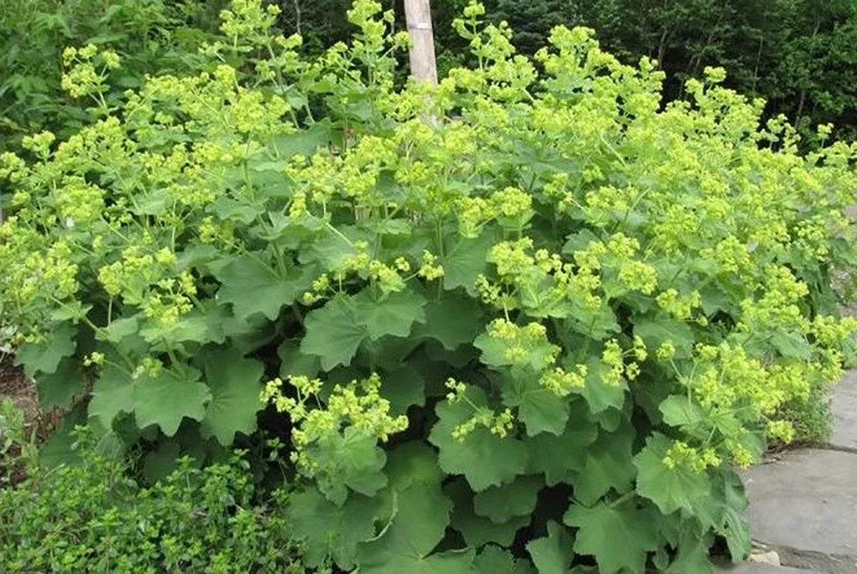 Auslese Lady's Mantle Perennial - Alchemilla - Live Plant - Quart Pot 1 Auslese Lady's Mantle Perennial - Alchemilla - Live Plant - Quart Pot