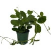 Hoya Australis - Exotic Yet Easy - 4" Pot