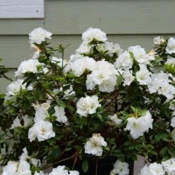 Perfecto Mundo® Double White Azalea - Reblooming - Proven Winners - 4" Pot -Plant Sale Shop azalea perfecto mundo double white 3 1080 1080 60 53525.1654621678