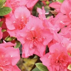 PERFECTO MUNDO EPIC CORALĀ® Reblooming Azalea - Proven Winners-4" Pot