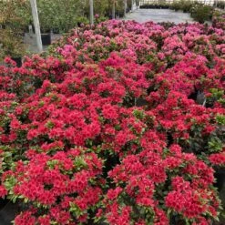 Perfecto Mundo® Red - Azalea- Reblooming - Proven Winners - 4" Pot -Plant Sale Shop azalea perfecto mundo red 1 1080 1080 60 32477.1658347080