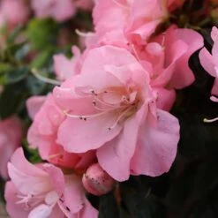 Perfecto Mundo Pink Carpet™ Reblooming Azalea - Rhododendron - 4" Pot -Plant Sale Shop azalea perfecto pink carpet 5 1080 1080 60 93148.1675746560