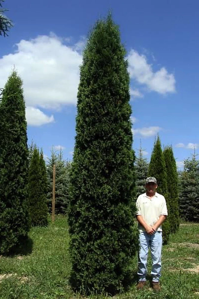 FULL SPEED A HEDGE® THIN MAN® Arborvitae - 4" Pot - Thuja Occidentalis 1 FULL SPEED A HEDGE® THIN MAN® Arborvitae - 4" Pot - Thuja Occidentalis