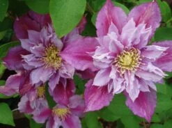 Piilu Clematis Vine - Heaviest Blooming Clematis - 2.5" Pot - Little Duckling -Plant Sale Shop b662fb0ee47c9c1dfe29b05c551f006c 71814.1662203582