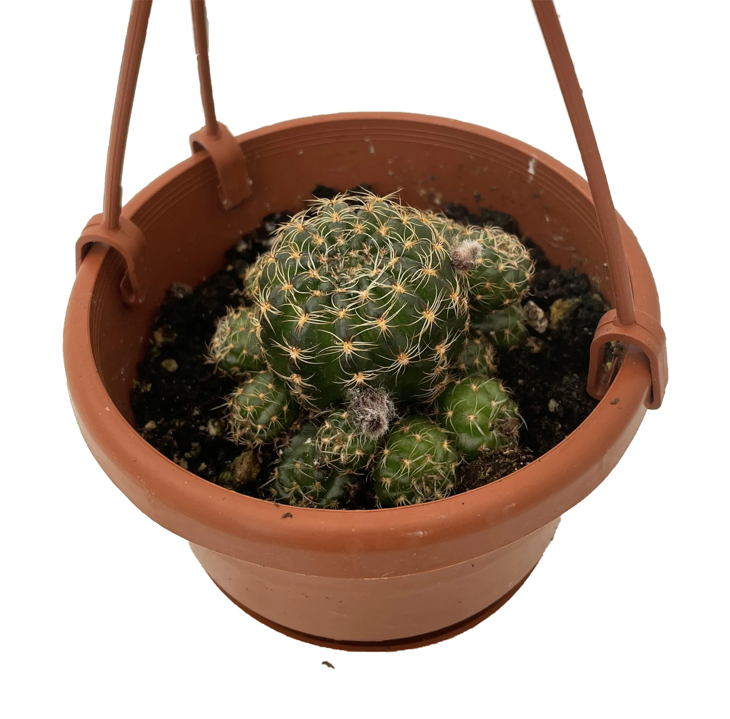 Ball Cactus - 4" Mini Hanging Basket - Easy House Plant 1 Ball Cactus - 4" Mini Hanging Basket - Easy House Plant