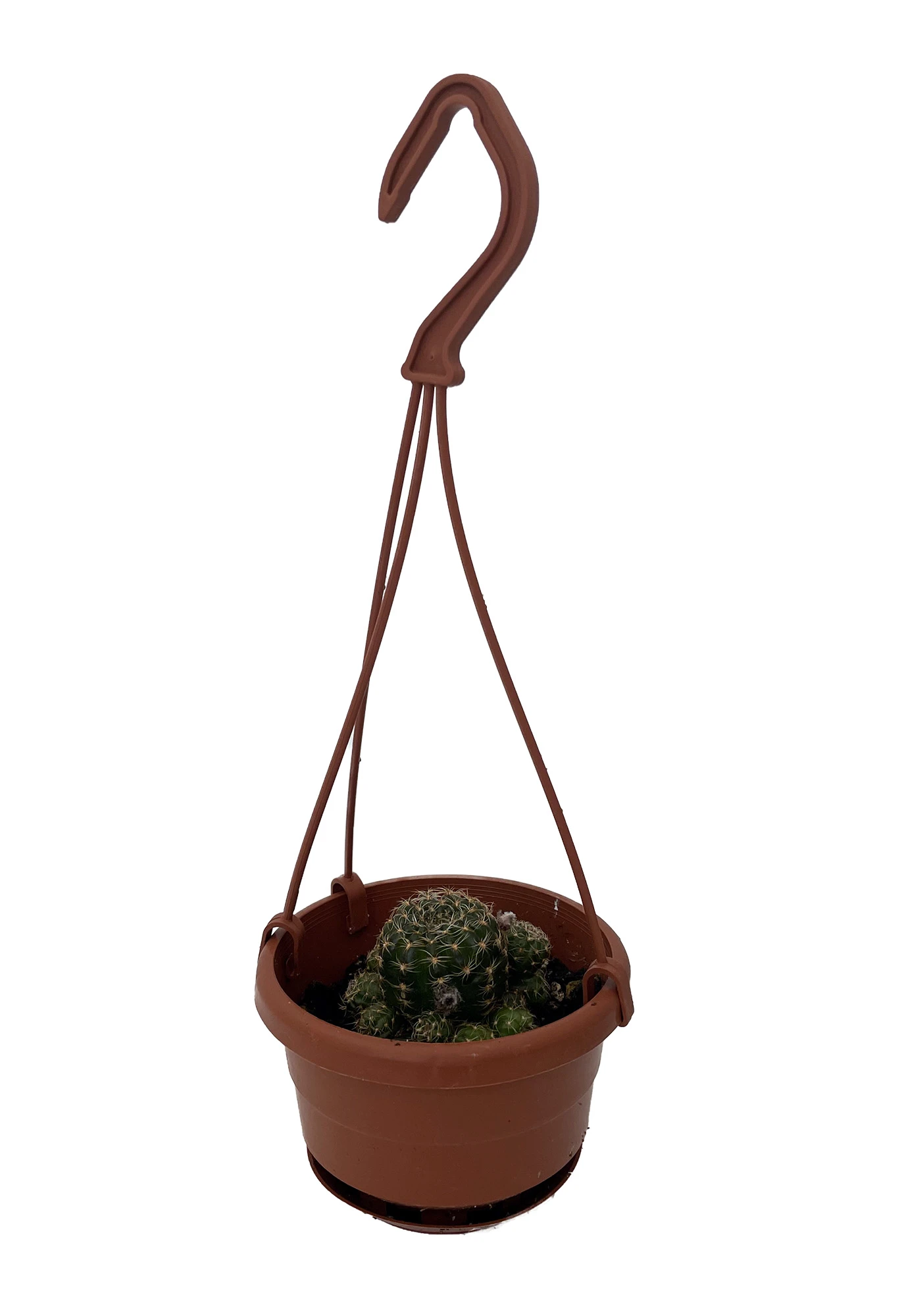 Ball Cactus - 4" Mini Hanging Basket - Easy House Plant 2 Ball Cactus - 4" Mini Hanging Basket - Easy House Plant - Image 2