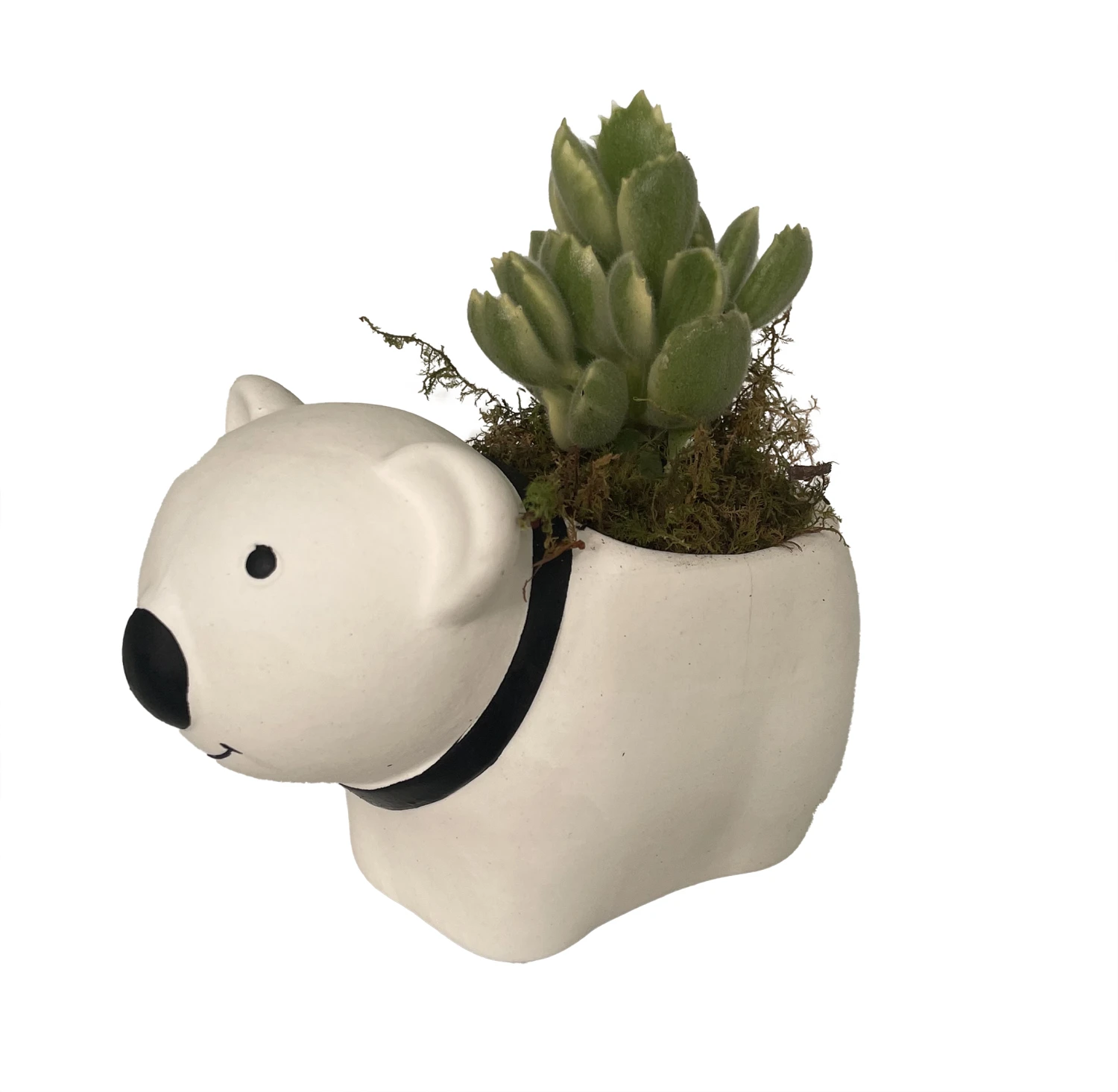 Cozy Bear Planter With Variegated Bear Paw Succulent Plant -3" X 5.75" X 3.75" 2 Cozy Bear Planter With Variegated Bear Paw Succulent Plant -3" X 5.75" X 3.75" - Image 2