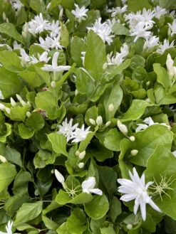 Belle Of India Arabian Tea Jasmine Plant - Sambac - 4" Pot -Plant Sale Shop belleindiagroup 64743.1695076240