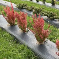 SUNJOY ORANGE PILLAR™ - Barberry - Berberis- Proven Winners - 4" Pot -Plant Sale Shop berberis sunjoy orange pillar 1 1080 1080 60 93011.1658839764