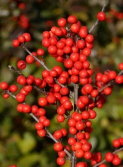 Berry HeavyĀ® Winterberry - Ilex - Vivid - Also Bonsai! - Proven Winner