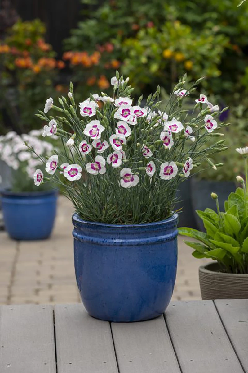 American Pie® Berry À La Mode Dianthus - Garden Pinks - Fragrant - Quart Pot 2 American Pie® Berry À La Mode Dianthus - Garden Pinks - Fragrant - Quart Pot - Image 2