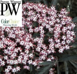 Black Lace® Elderberry - Sambucus - Hardy! - Proven Winners - 4" Pot -Plant Sale Shop black20lace20e284a220elderberry2 95013.1654957575