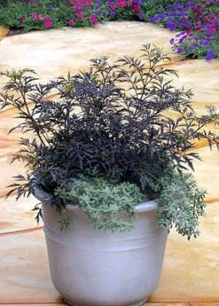 Black Lace® Elderberry - Sambucus - Hardy! - Proven Winners - 4" Pot -Plant Sale Shop black20lace20e284a220elderberry3 81516.1654957575