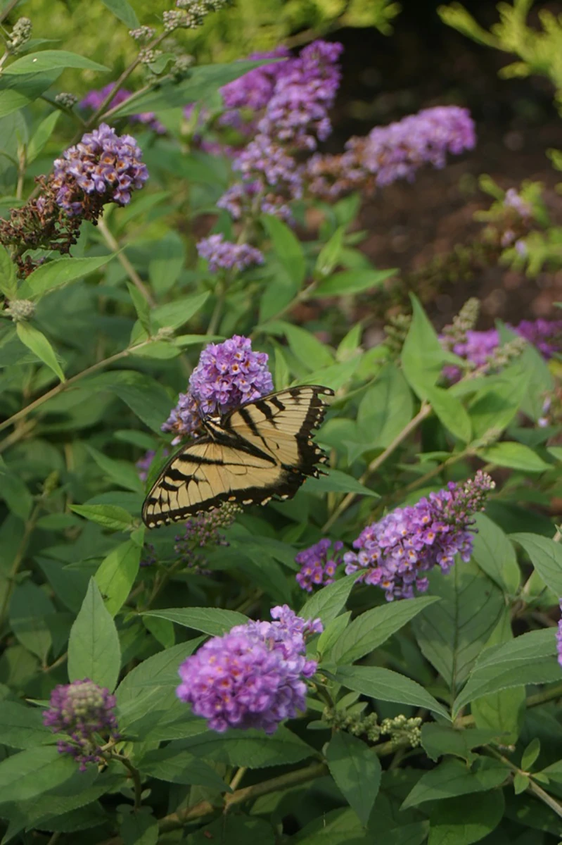 Lo & Behold® Blue Chip Jr. Butterfly Bush - 4" Pot - Buddleia - Proven Winners 1 Lo & Behold® Blue Chip Jr. Butterfly Bush - 4" Pot - Buddleia - Proven Winners