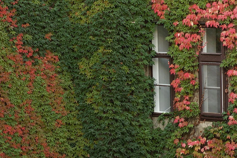 Boston Ivy Plant - Parthenocissus Ticuspidata Veitchii - 2.5" Pot 2 Boston Ivy Plant - Parthenocissus Ticuspidata Veitchii - 2.5" Pot - Image 2