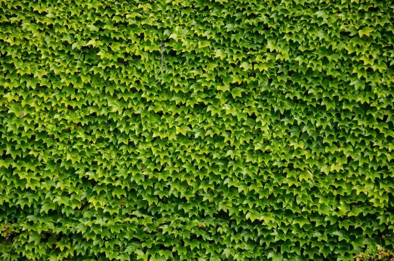 Boston Ivy Plant - Parthenocissus Ticuspidata Veitchii - 2.5" Pot 4 Boston Ivy Plant - Parthenocissus Ticuspidata Veitchii - 2.5" Pot - Image 4