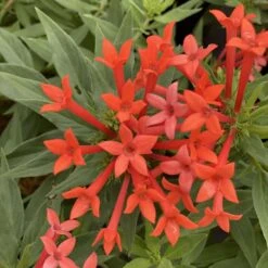 Plant Sale Shop 19 Estrellita- Little Star™- Firecracker Bush - Bouvardia - Proven Winners - 4" Pot