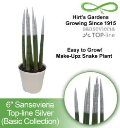 Make-Upz Glitter Silver Bamboo Shoots Snake Plant - Sansevieria - 6" Pot -Plant Sale Shop bpline7 0000000418 h 2 61735.1690831072