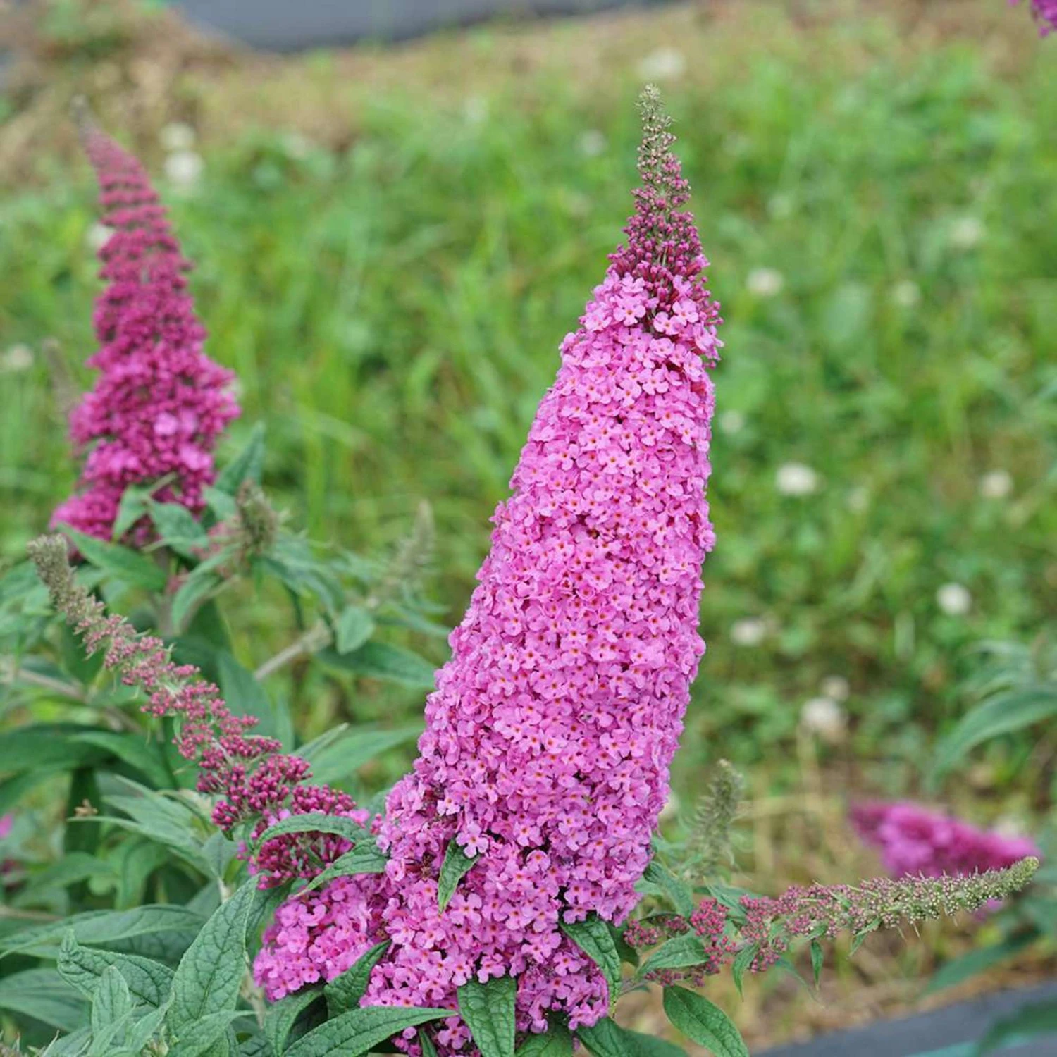 Pugster Pinker™ Butterfly Bush - Buddleia - 4" Pot 1 Pugster Pinker™ Butterfly Bush - Buddleia - 4" Pot