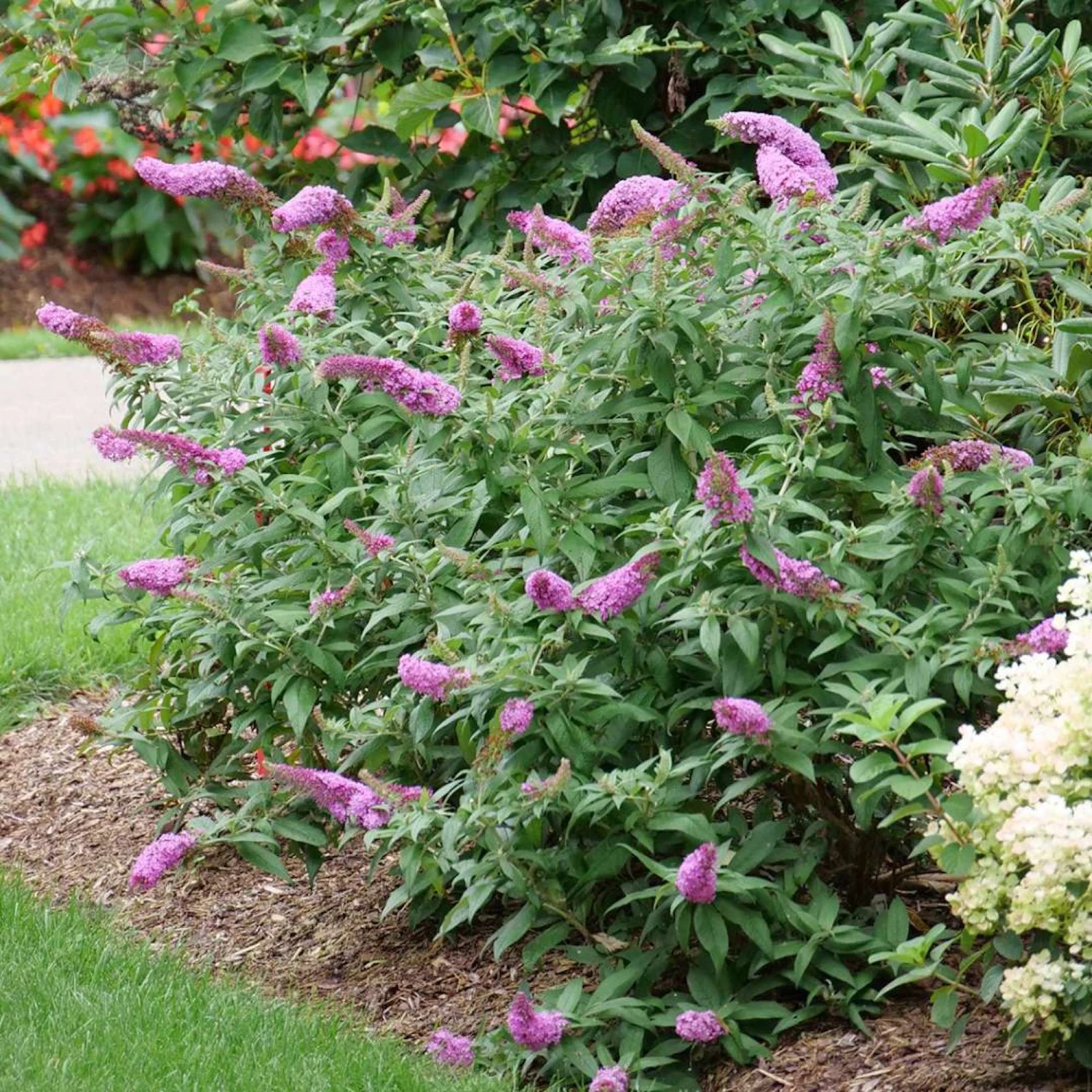 Pugster Pinker™ Butterfly Bush - Buddleia - 4" Pot 2 Pugster Pinker™ Butterfly Bush - Buddleia - 4" Pot - Image 2