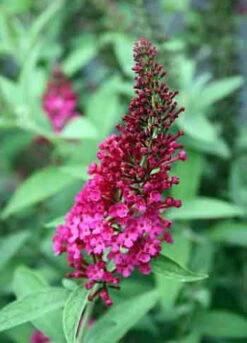 Buddleia X Miss Molly Butterfly Bush - Sangria Red -Proven Winners- 4" Pot -Plant Sale Shop buddleiamissmolly1 29010.1615344521