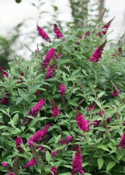 Buddleia X Miss Molly Butterfly Bush - Sangria Red -Proven Winners- 4" Pot -Plant Sale Shop buddleiamissmolly3 67722.1615344521