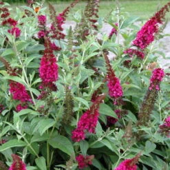 Buddleia X Miss Molly Butterfly Bush - Sangria Red -Proven Winners- 4" Pot -Plant Sale Shop buddleiamissmolly4 67523.1615344521