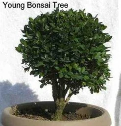 SPRINTER® Boxwood - Buxus - Grows In Sun Or Shade - Proven Winners - 4" Pot -Plant Sale Shop buxusbonsai2 53953.1615344558