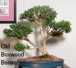 Winter Gem - Buxus - Grows In Sun Or Shade - 4" Pot -Plant Sale Shop buxusbonsai 21221.1615344672