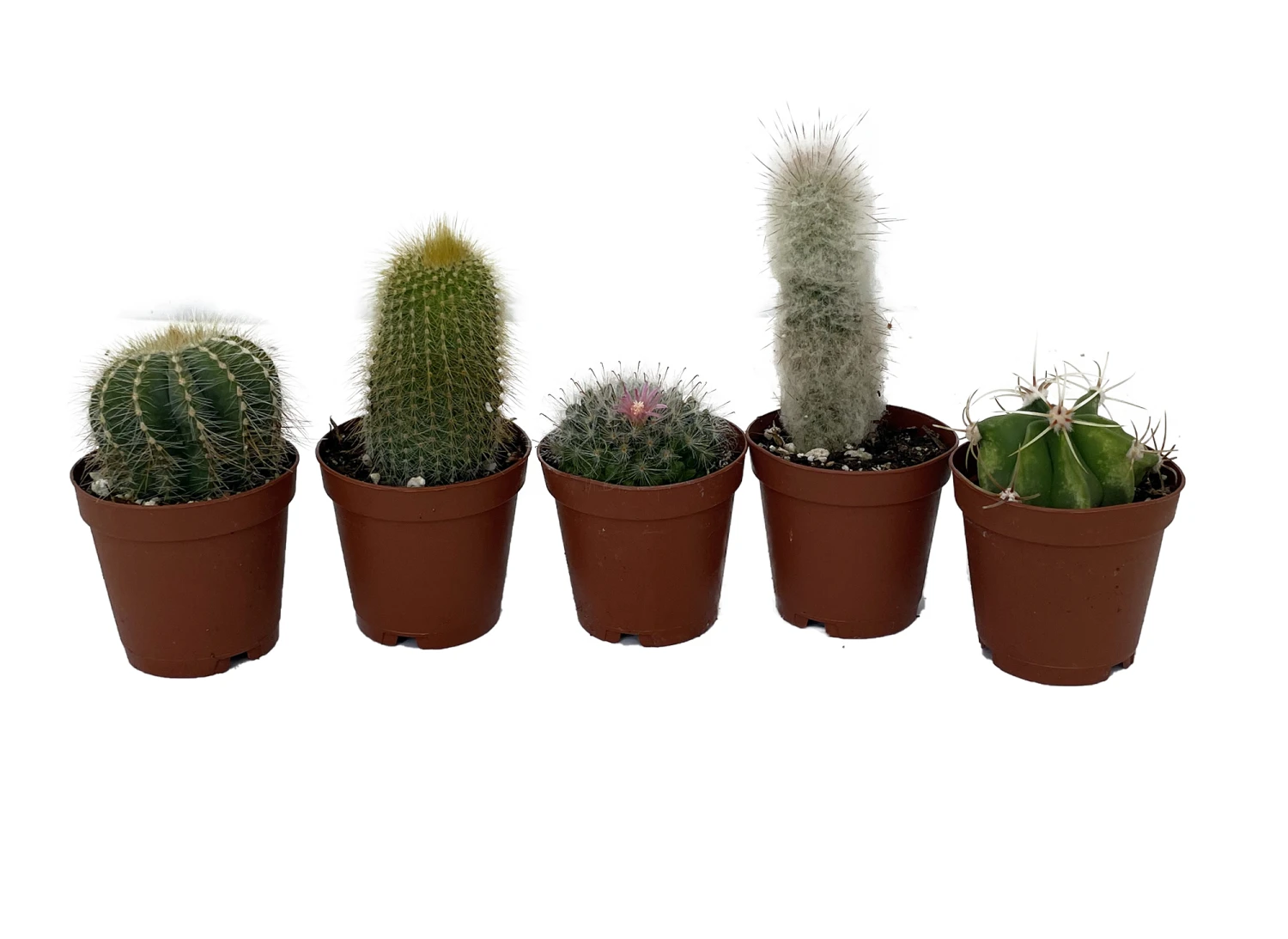 Instant Cactus Collection - 5 Plants - 2" Pots - Excellent For Fairy Gardens 1 Instant Cactus Collection - 5 Plants - 2" Pots - Excellent For Fairy Gardens