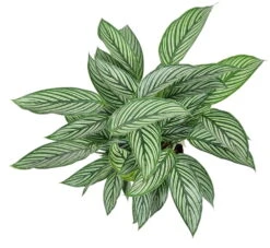 Uncommon Vittata Peacock Plant - Calathea - 4" Pot - Collector's Series -Plant Sale Shop calatheavittata 38482.1612548899