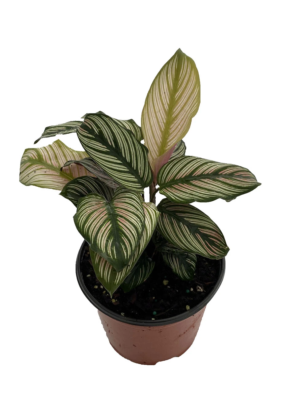 Rare White Star Peacock Plant - Calathea - Easy House Plant - 6" Pot 1 Rare White Star Peacock Plant - Calathea - Easy House Plant - 6" Pot